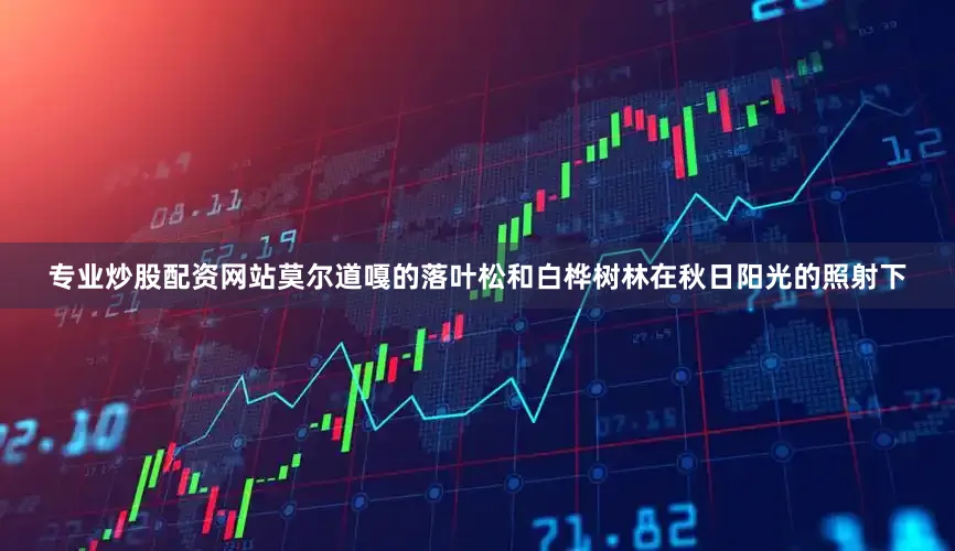 专业炒股配资网站莫尔道嘎的落叶松和白桦树林在秋日阳光的照射下